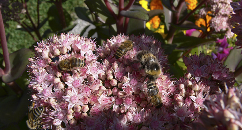 Wildbienen-Lehrpfad
