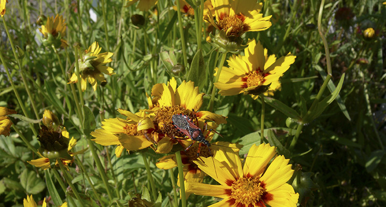 Wildbienen-Lehrpfad