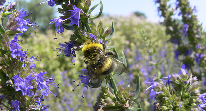 Wildbienen-Lehrpfad