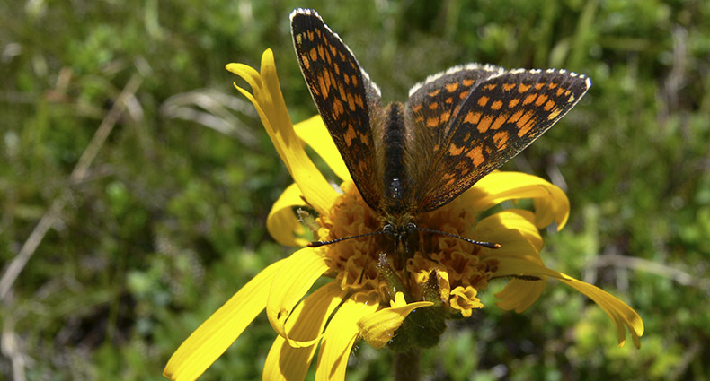 Wildbienen-Lehrpfad