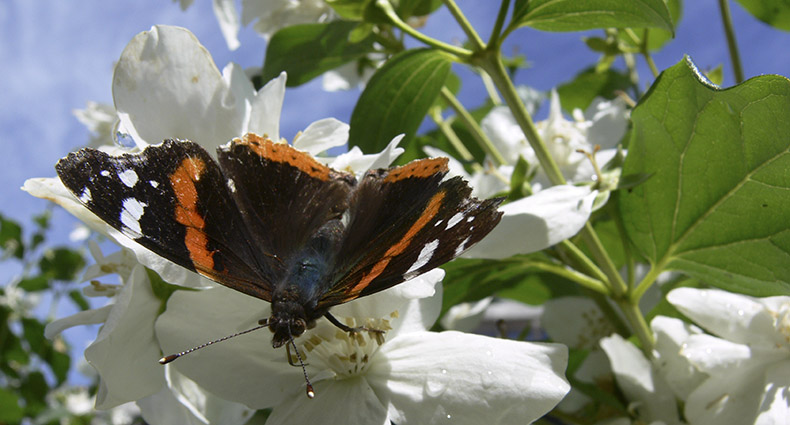 Wildbienen-Lehrpfad
