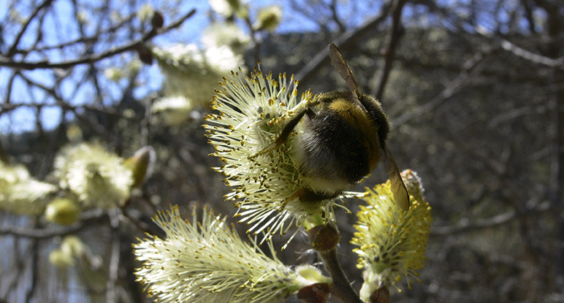 Wildbienen-Lehrpfad