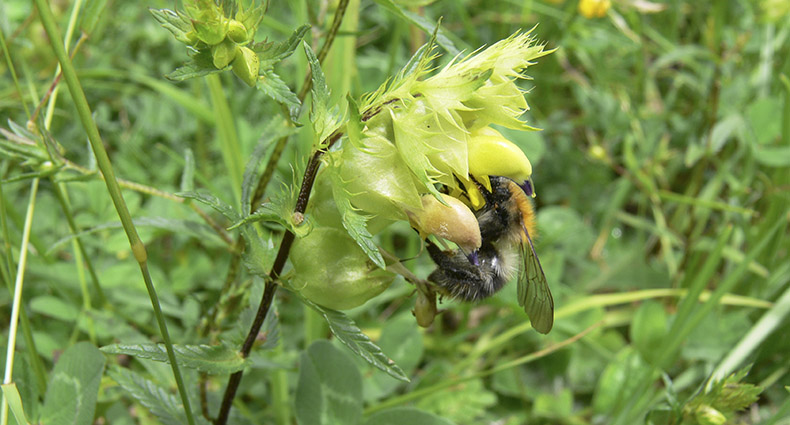 Wildbienen-Lehrpfad