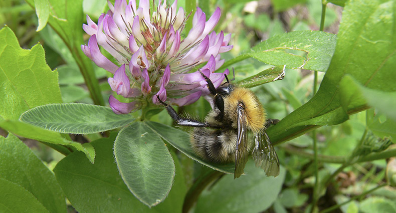 Wildbienen-Lehrpfad