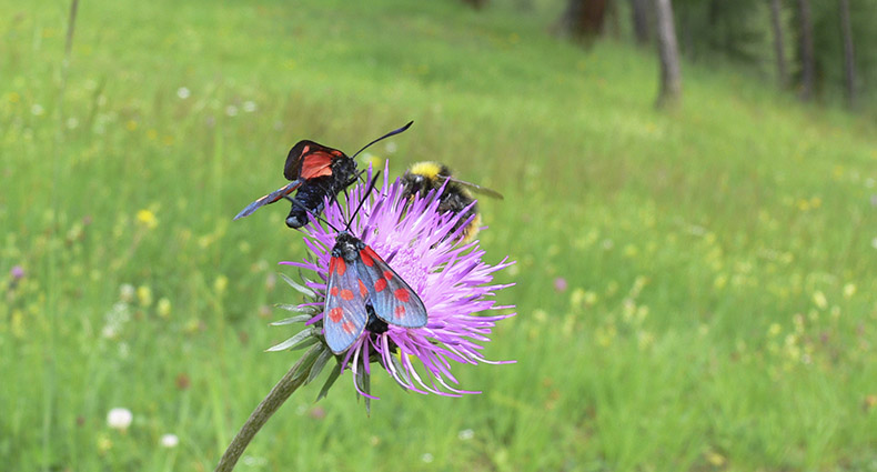 Wildbienen-Lehrpfad