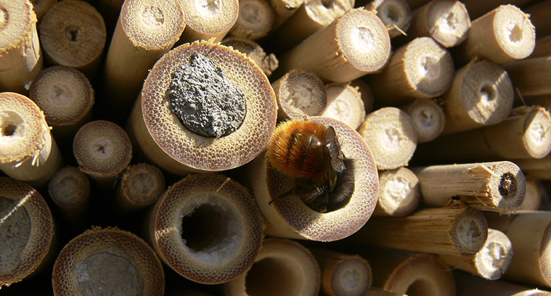 Wildbienen-Lehrpfad