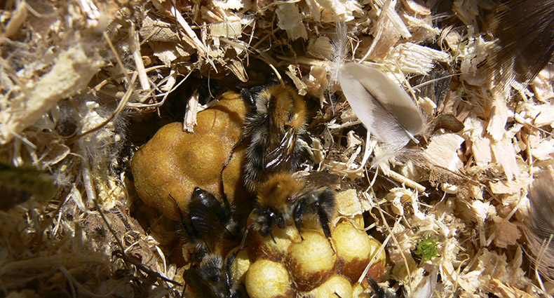 Wildbienen-Lehrpfad