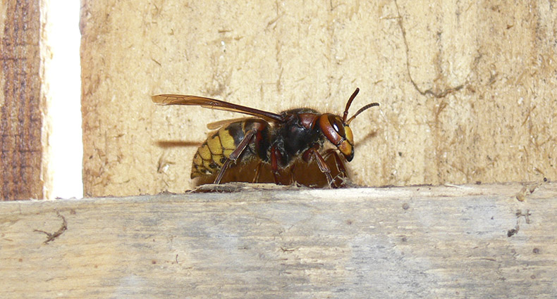 Wildbienen-Lehrpfad