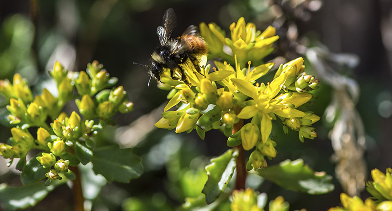 Wildbienen-Lehrpfad