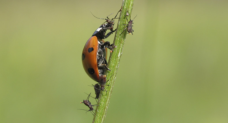 Wildbienen-Lehrpfad